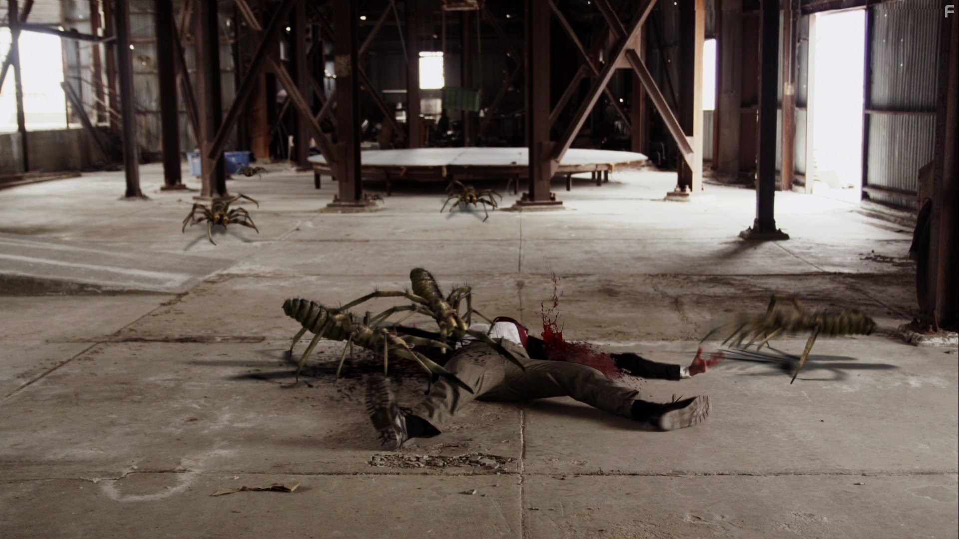 Верблюжьи пауки