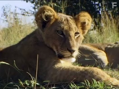 Wildlife Specials: Lions: Spy in the Den (2000)