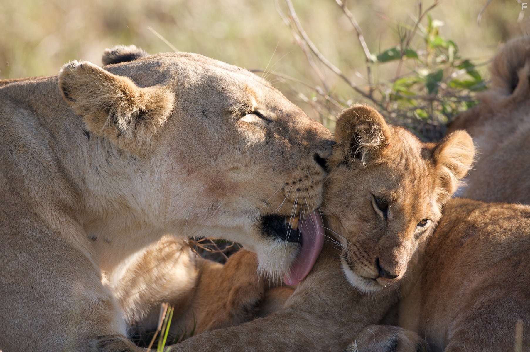 Африканские кошки: Королевство смелых (2011)