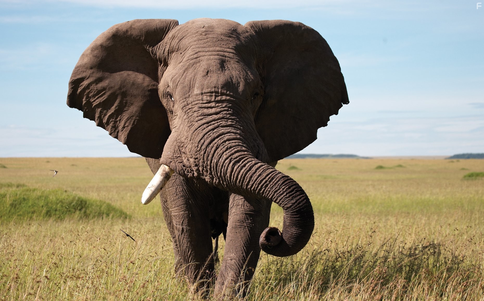 Keith Scholey in Африканские кошки: Королевство смелых (2011)