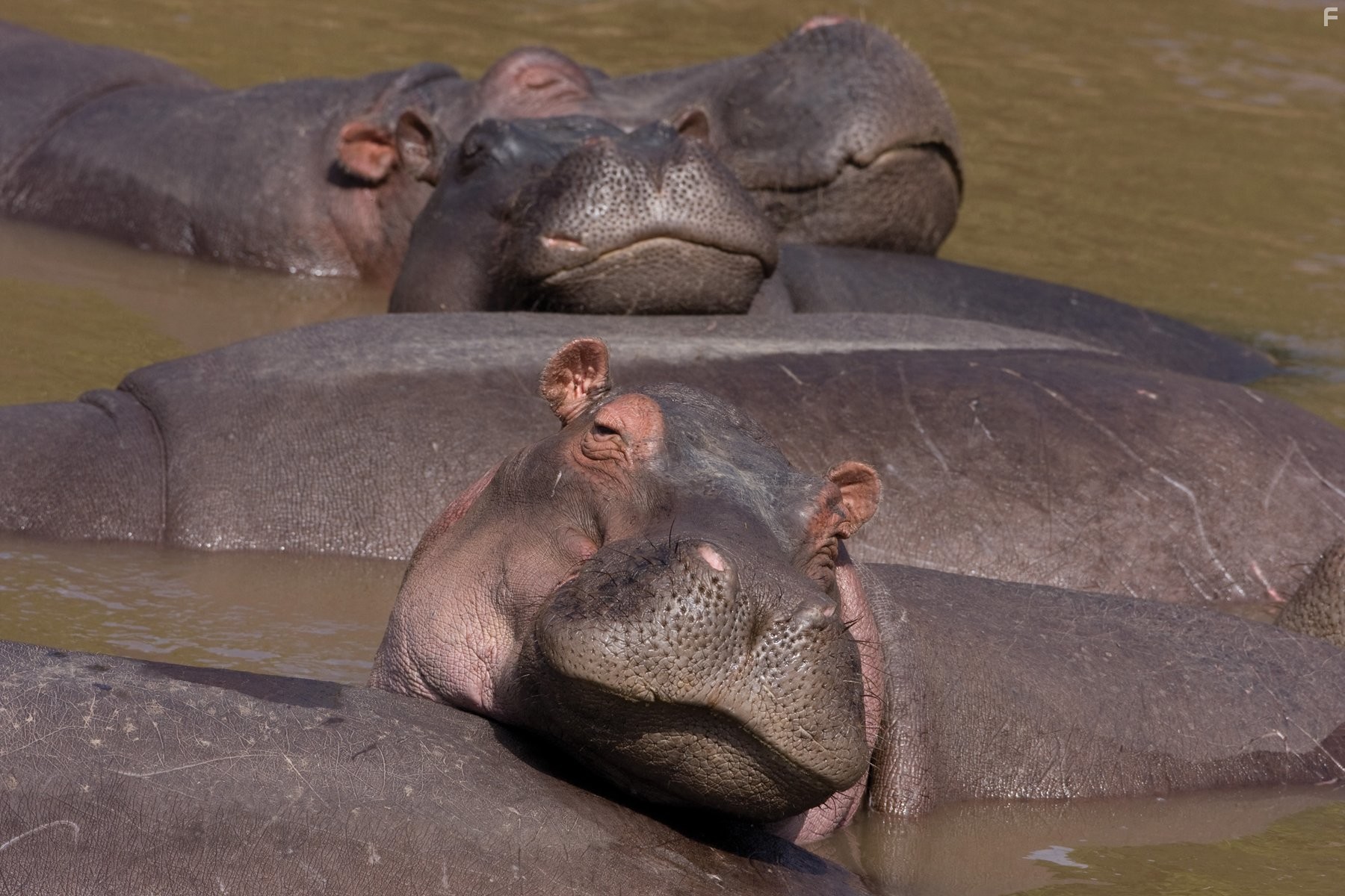 Keith Scholey in Африканские кошки: Королевство смелых (2011)