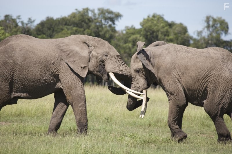 Keith Scholey in Африканские кошки: Королевство смелых (2011)