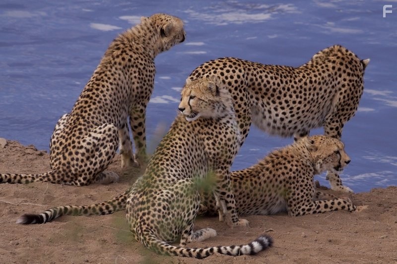 Африканские кошки: Королевство смелых (2011)