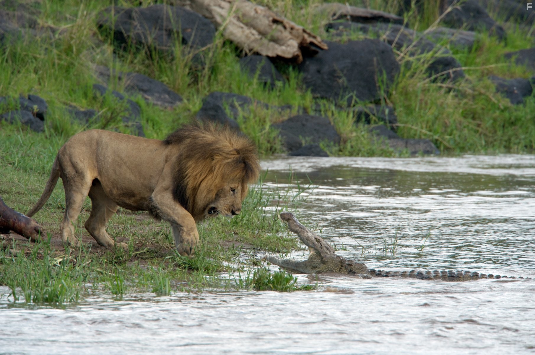 Африканские кошки: Королевство смелых (2011)