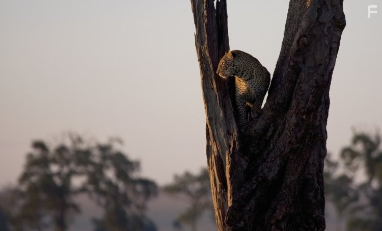Африканские кошки: Королевство смелых (2011)