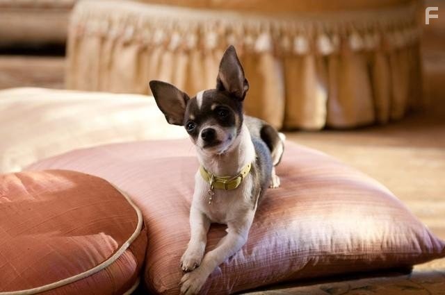 Крошка из Беверли Хиллз 2 (2011)