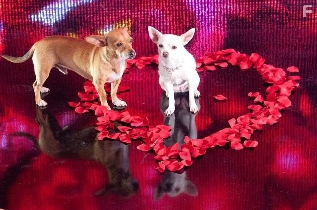 Крошка из Беверли Хиллз 2 (2011)