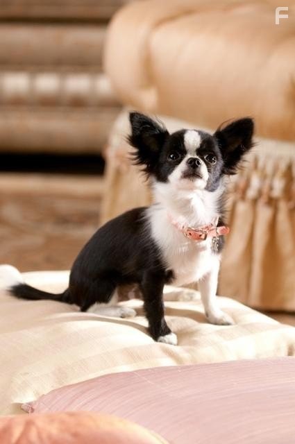 Крошка из Беверли Хиллз 2 (2011)