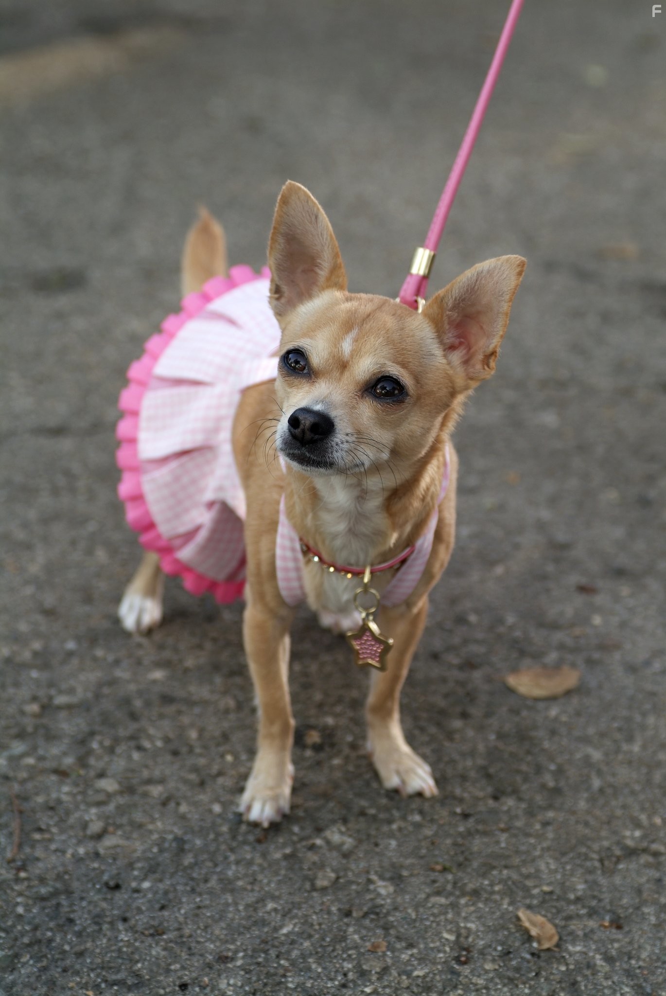 Блондинка в законе 2 (2003)