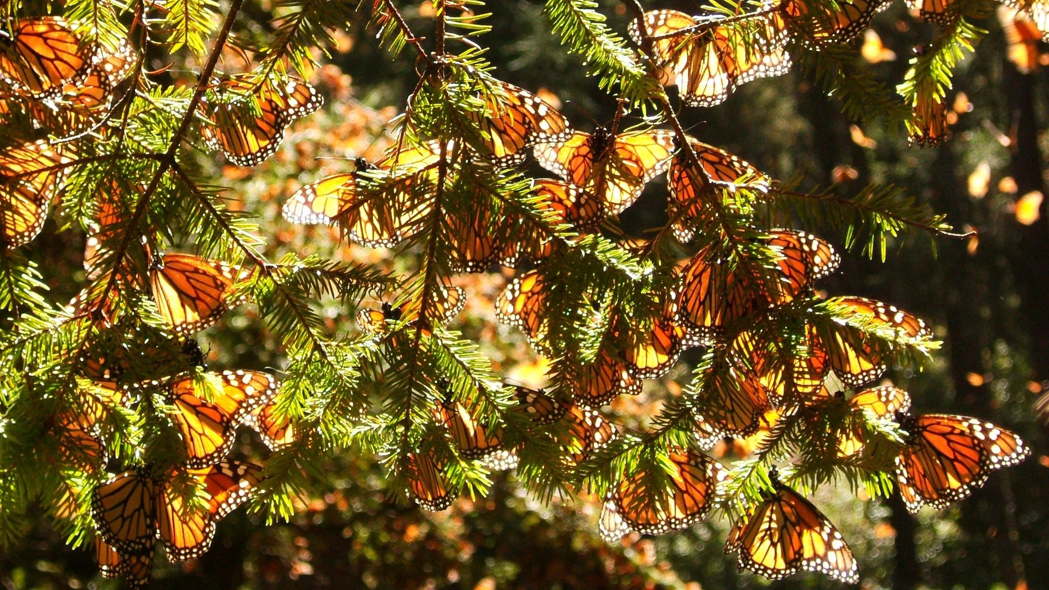 Nova: The Incredible Journey of the Butterflies (2009)