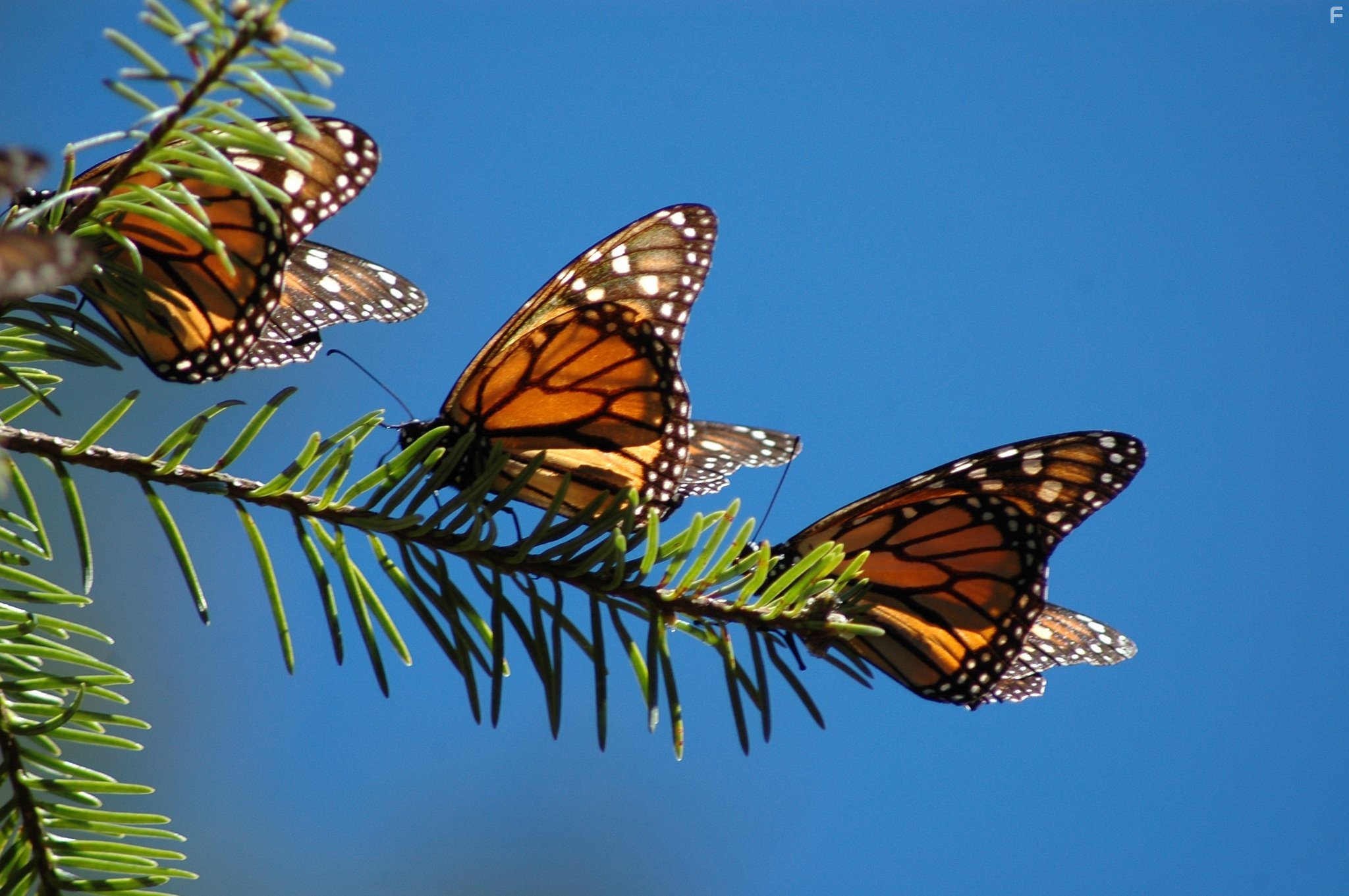Nova: The Incredible Journey of the Butterflies (2009)