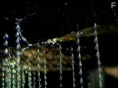 Жизнь в микромире (2005)