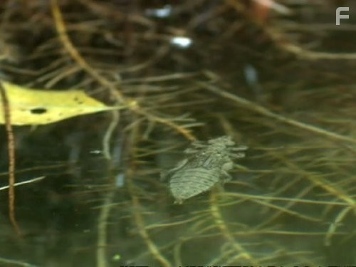 Жизнь в микромире (2005)