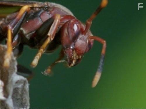 Жизнь в микромире (2005)