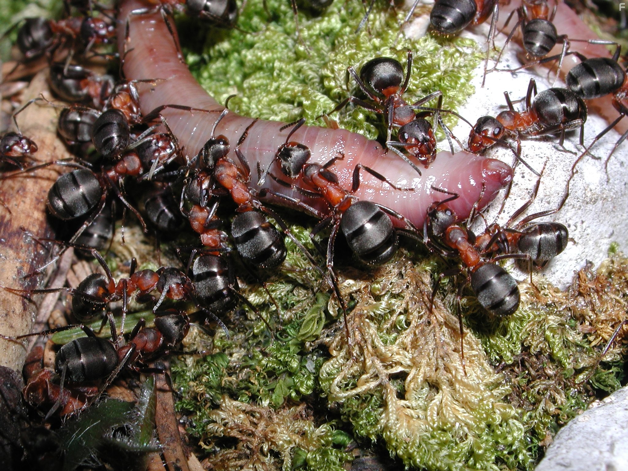 Жизнь в микромире (2005)