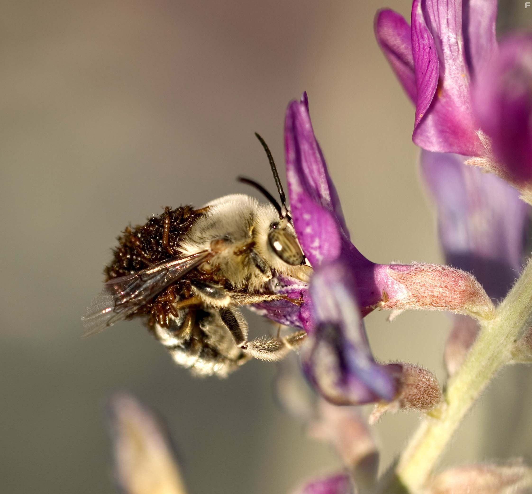 Жизнь в микромире (2005)