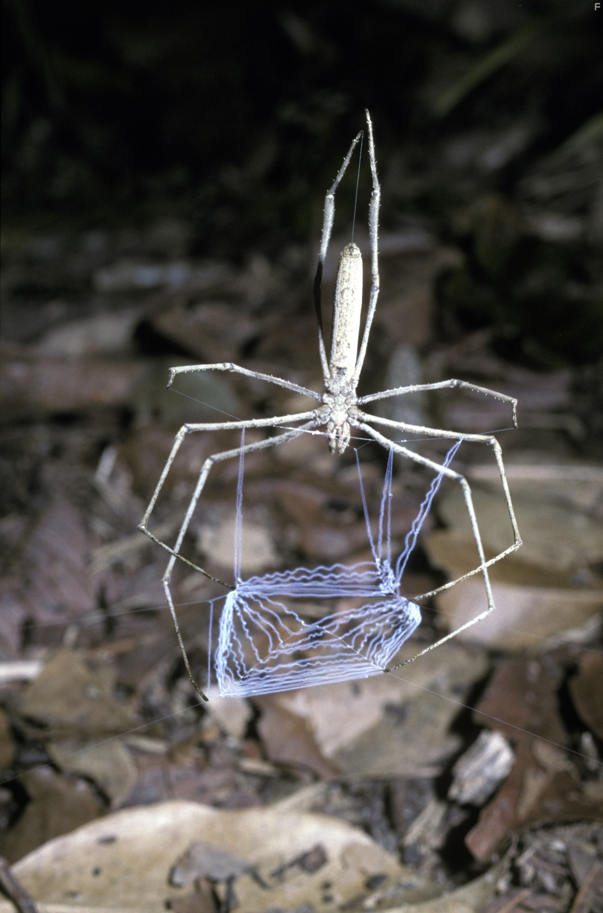 Жизнь в микромире (2005)