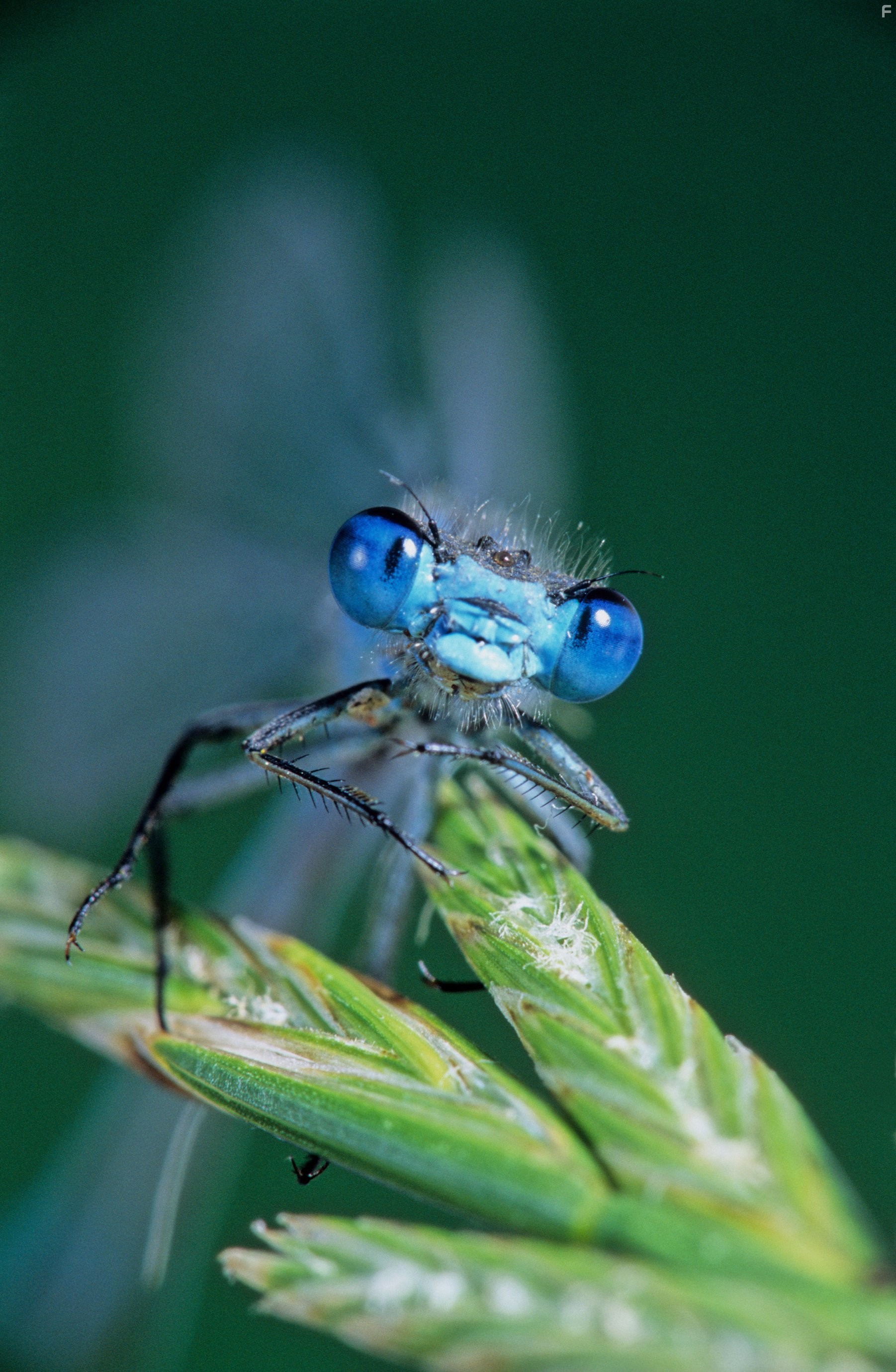 Жизнь в микромире (2005)