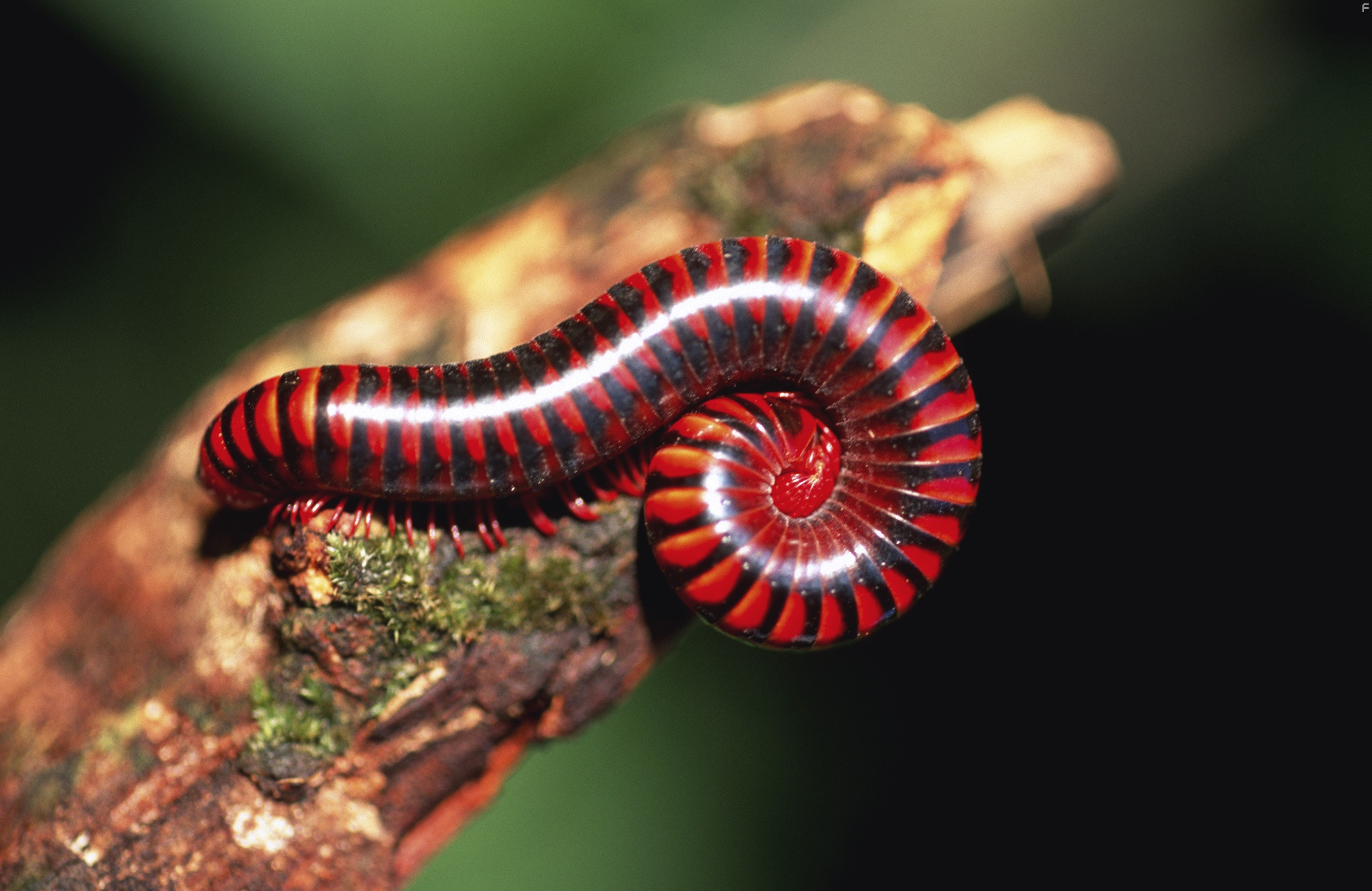 Жизнь в микромире (2005)