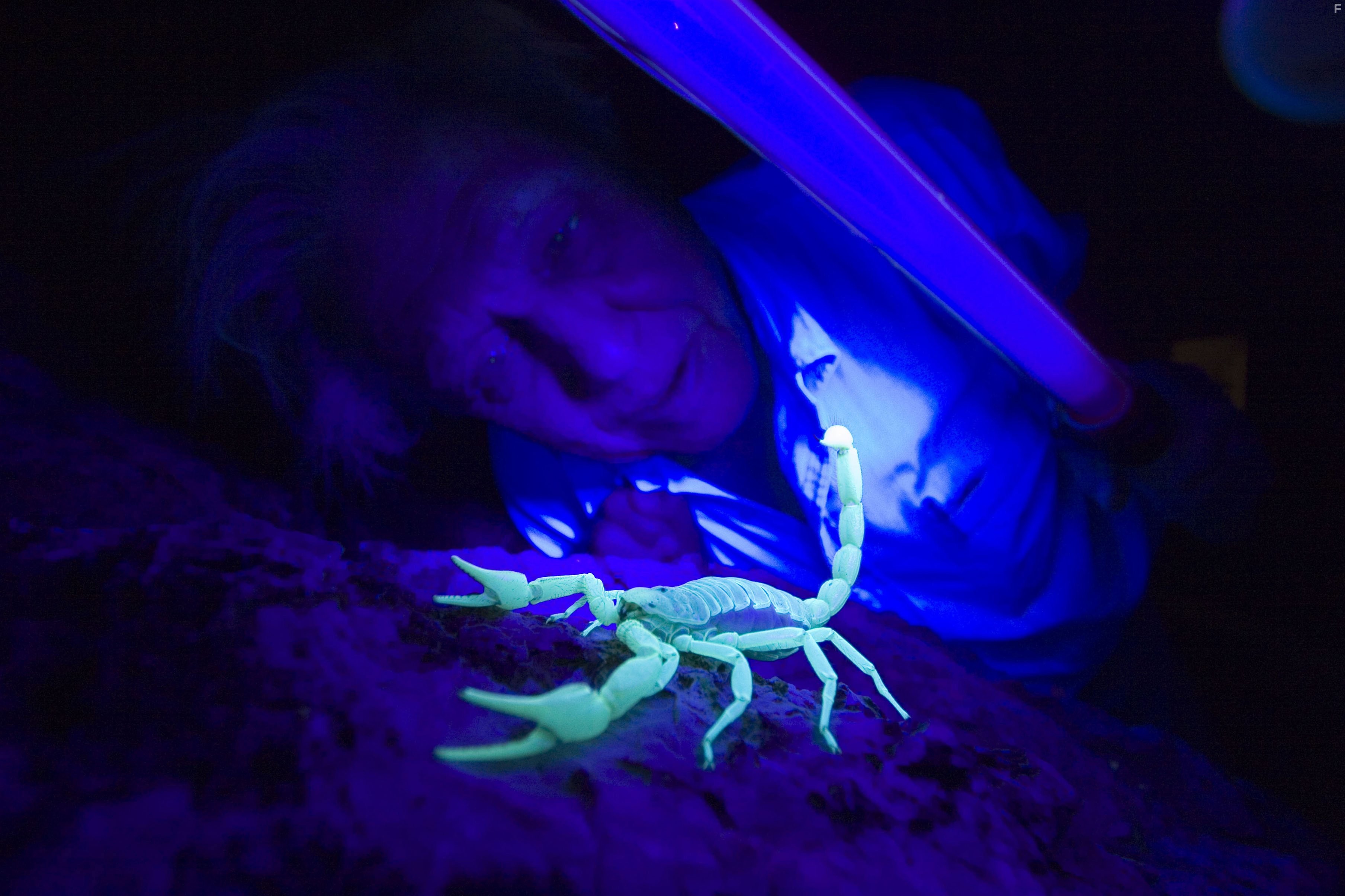 David Attenborough in Жизнь в микромире (2005)