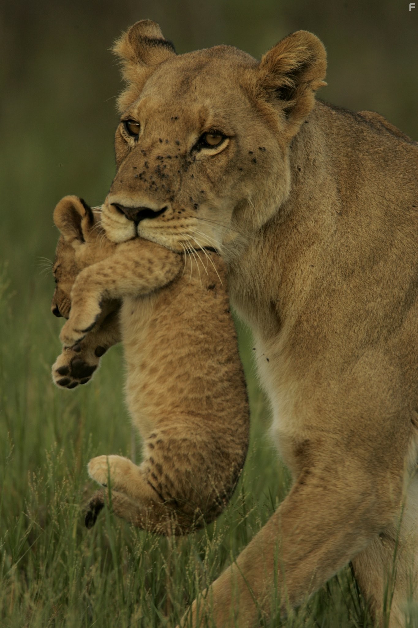 Последние львы