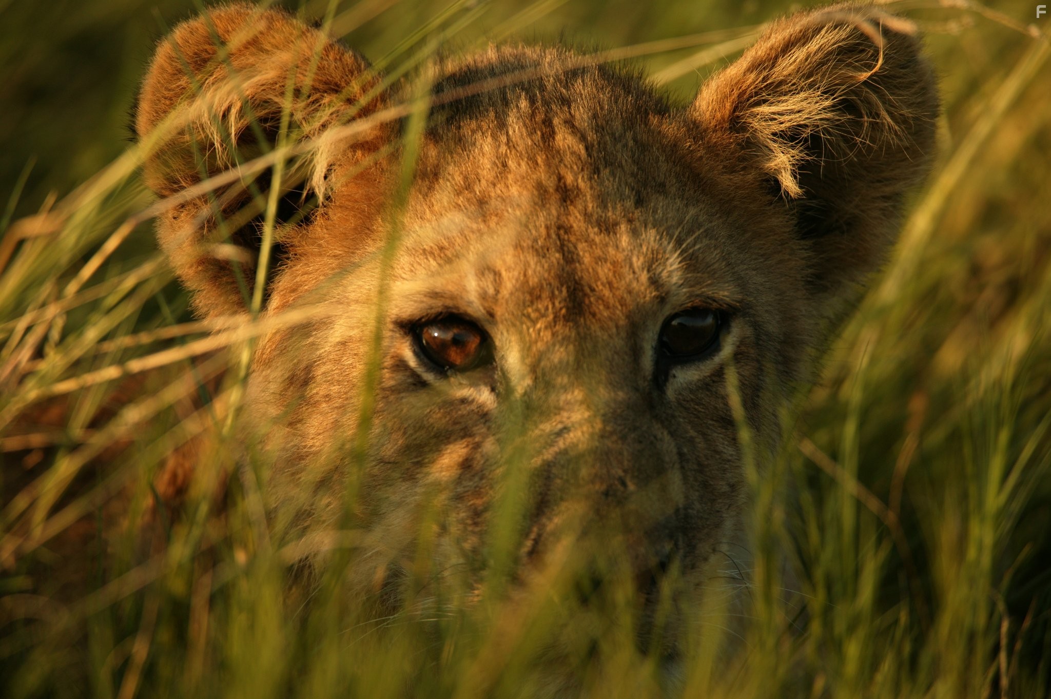 Последние львы (2011)