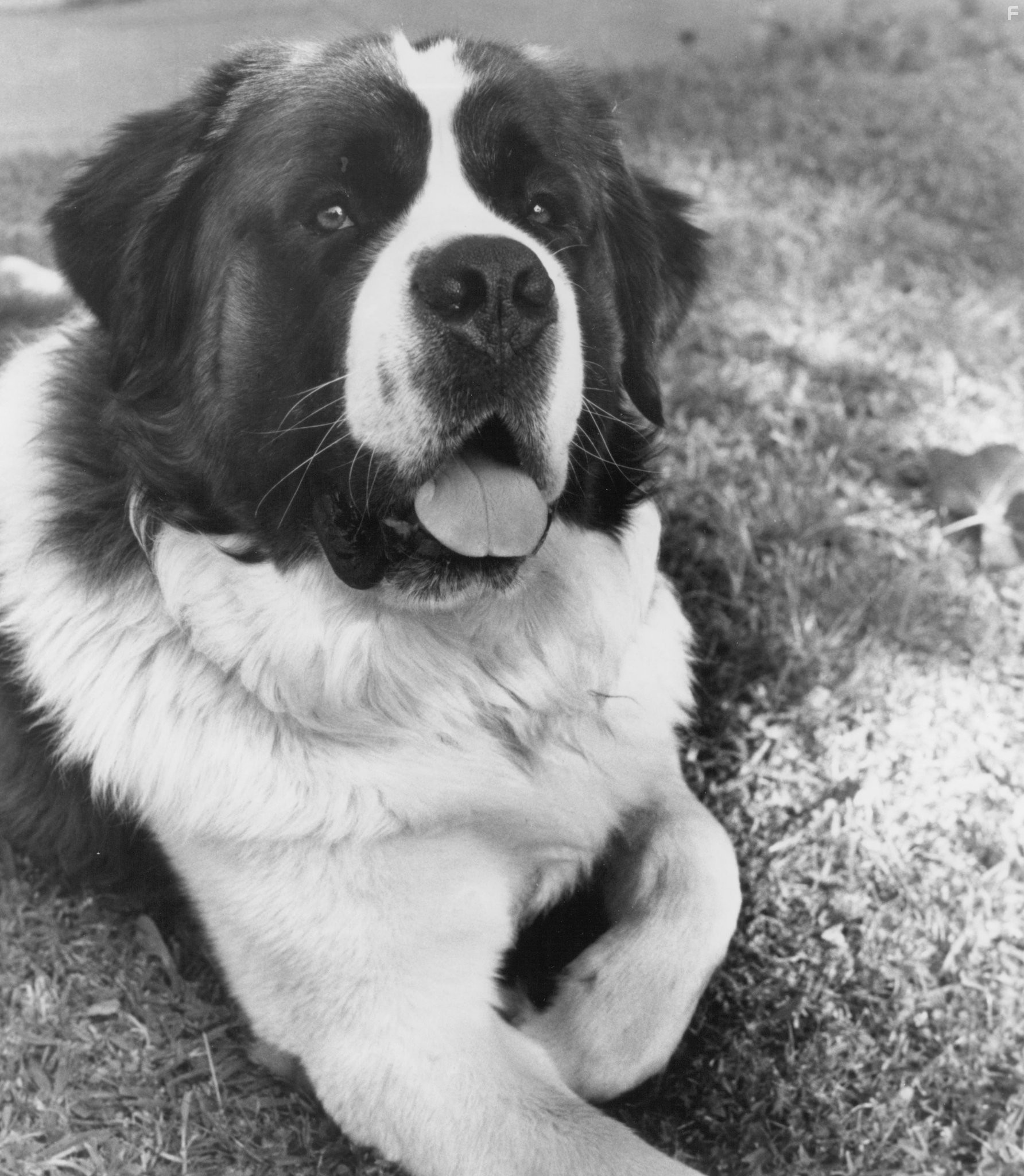 Бетховен (1992)