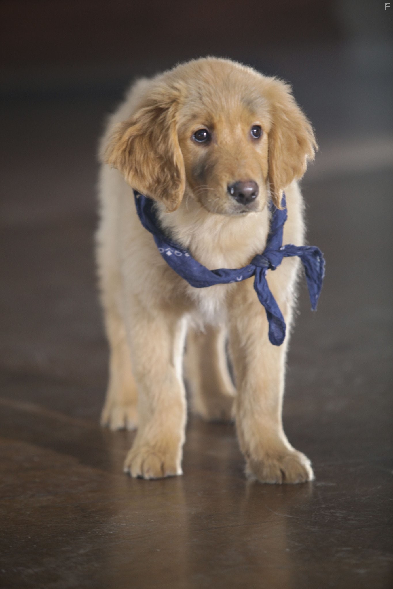 П'ятiрка шукачiв скарбiв (2012)