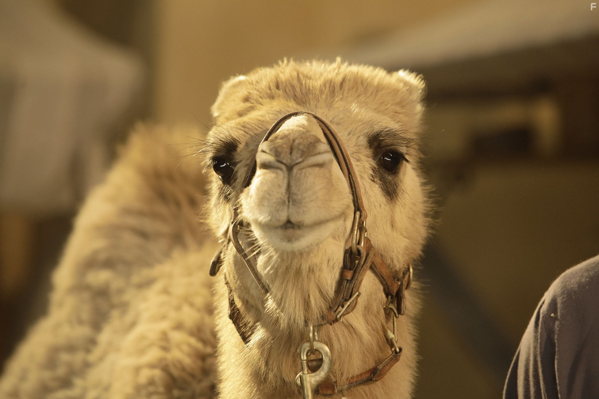 П'ятiрка шукачiв скарбiв (2012)