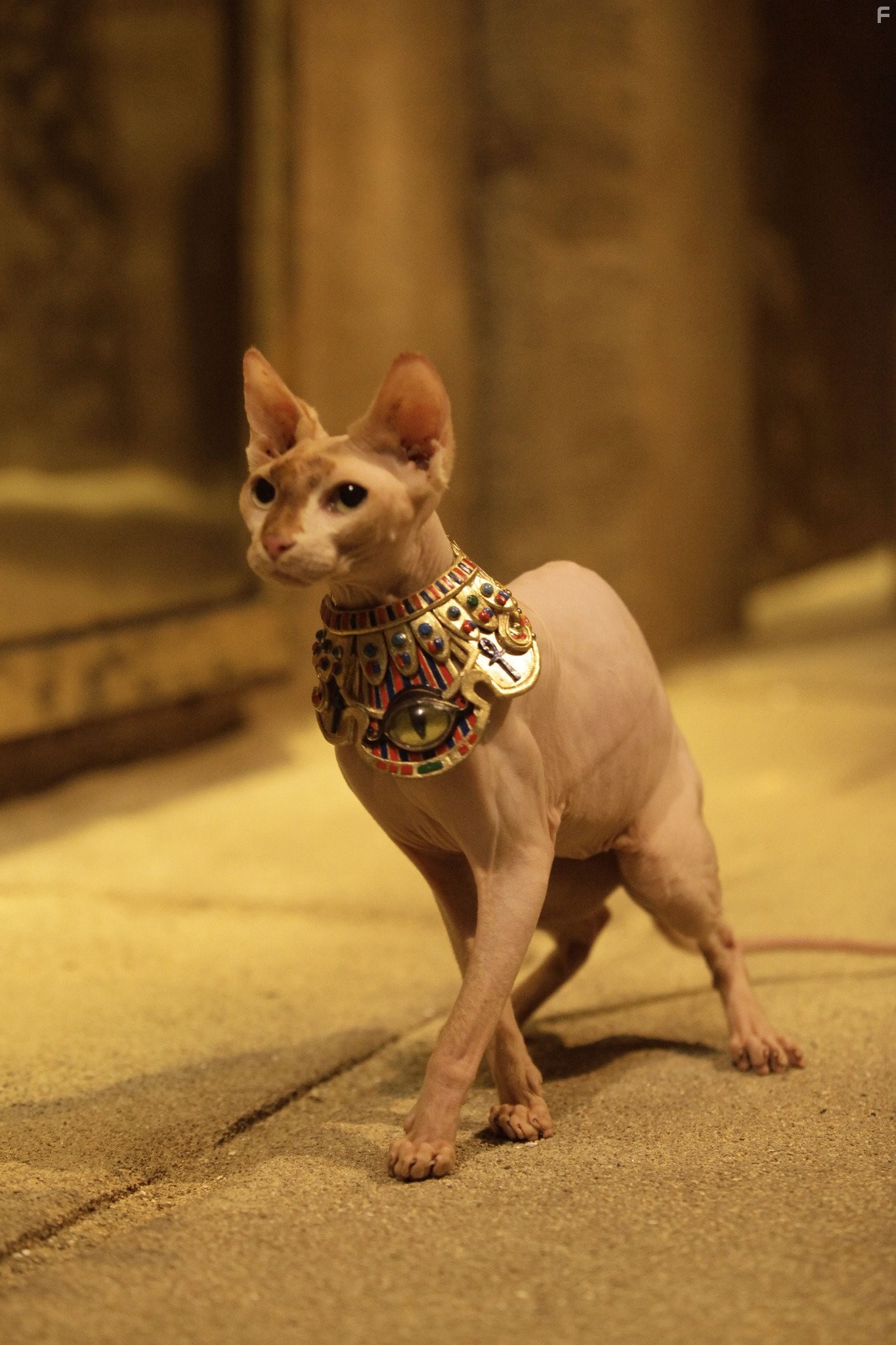 П'ятiрка шукачiв скарбiв (2012)