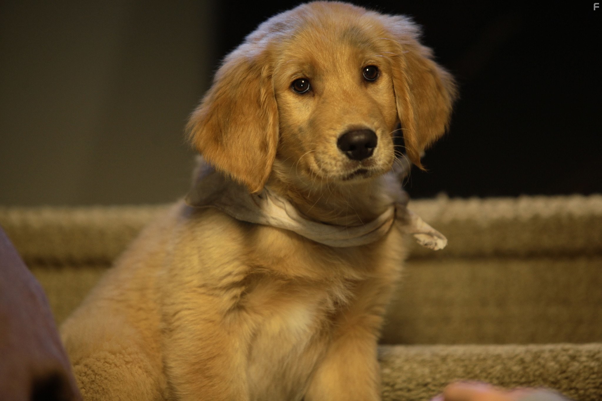 П'ятiрка шукачiв скарбiв (2012)