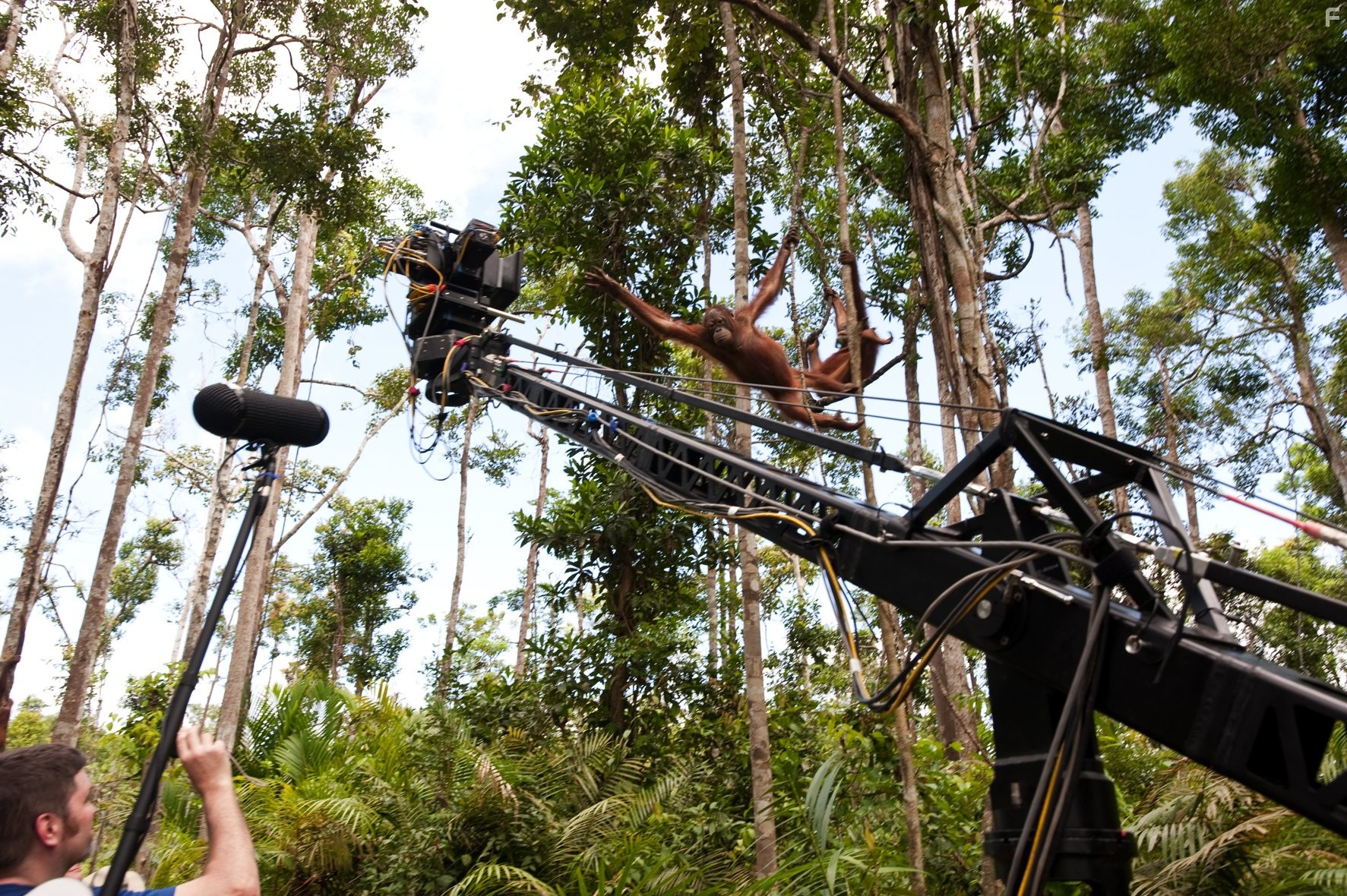 Рожденные на воле