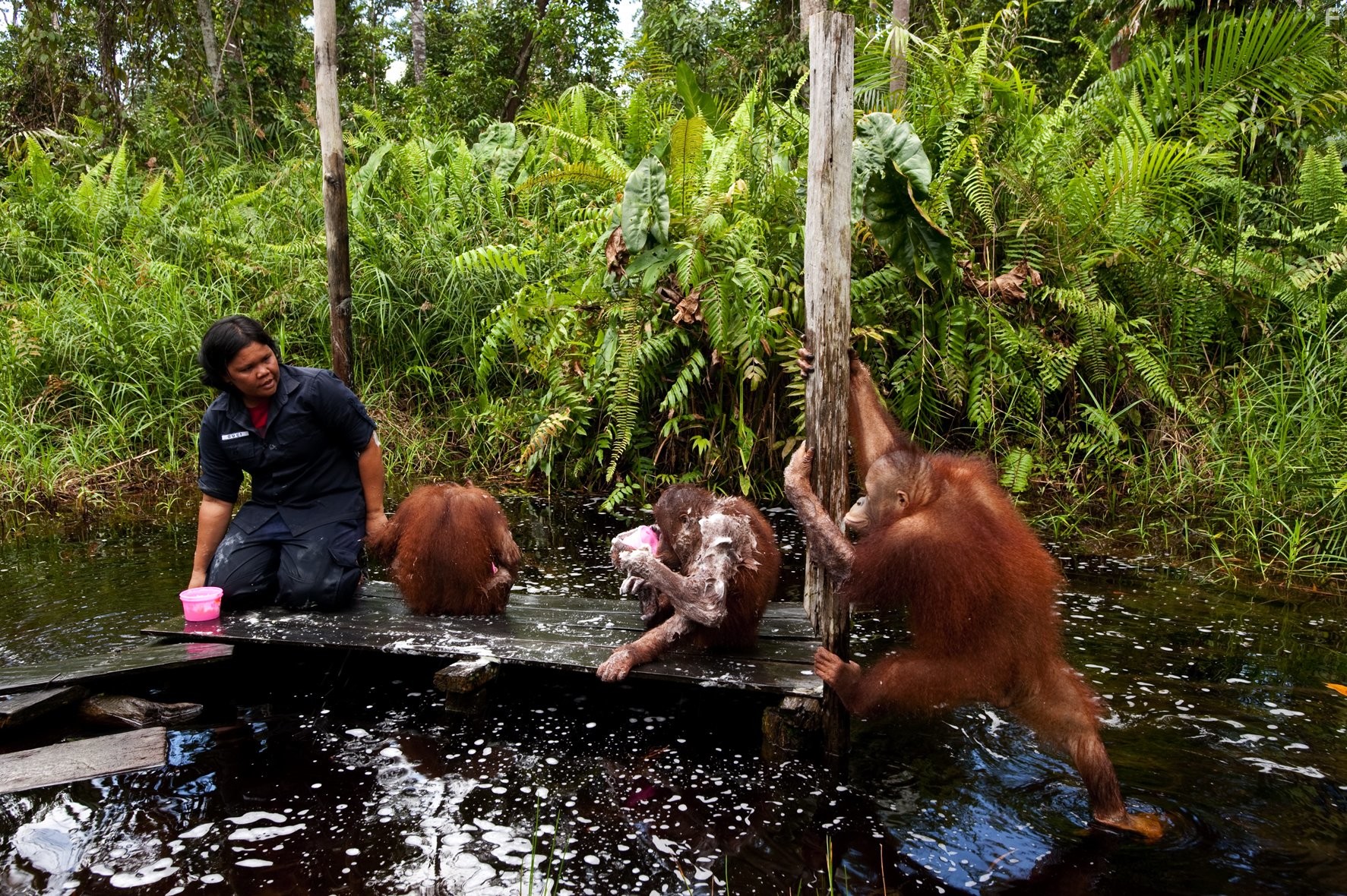 Рожденные на воле (2011)