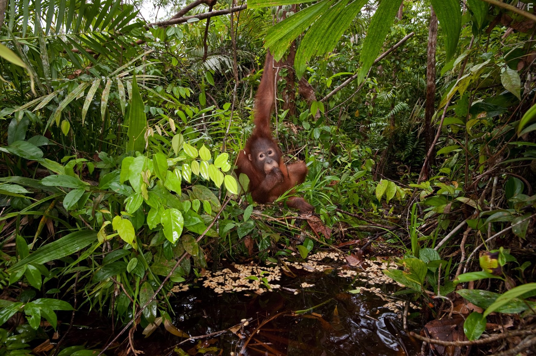 Рожденные на воле (2011)