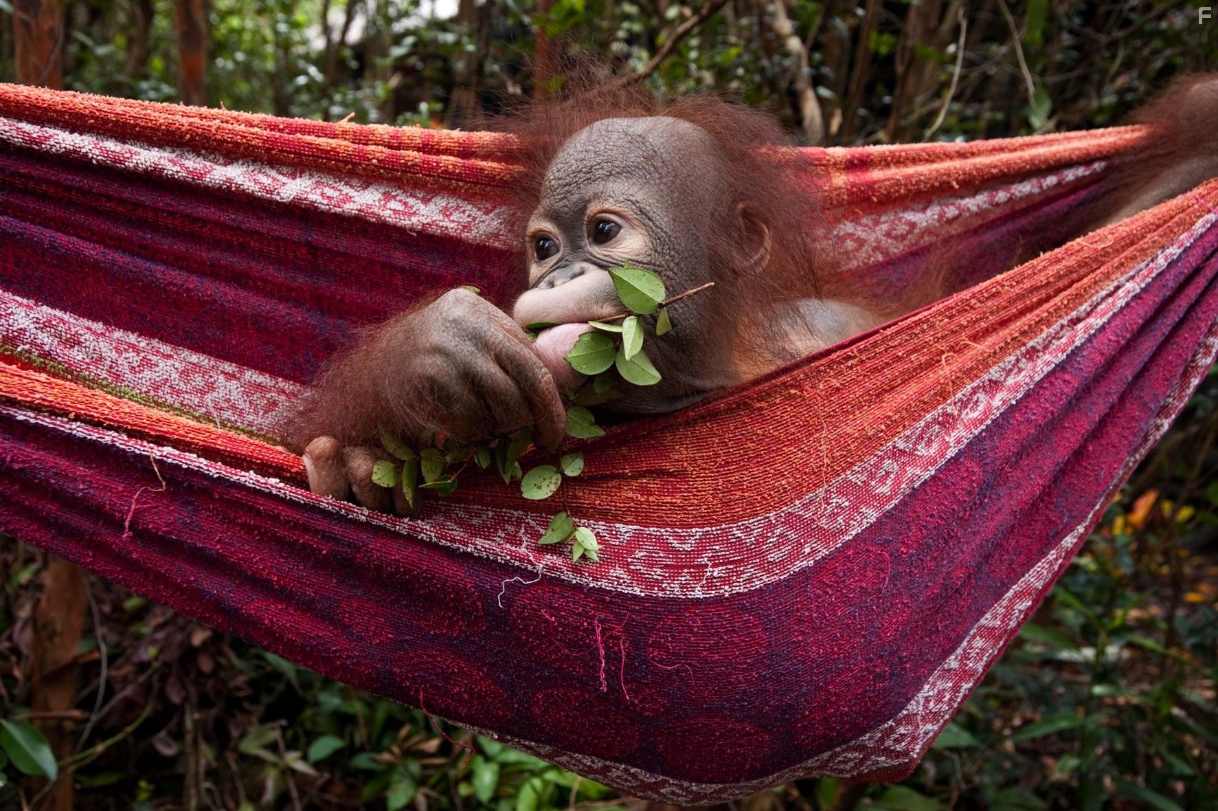 Рожденные на воле (2011)