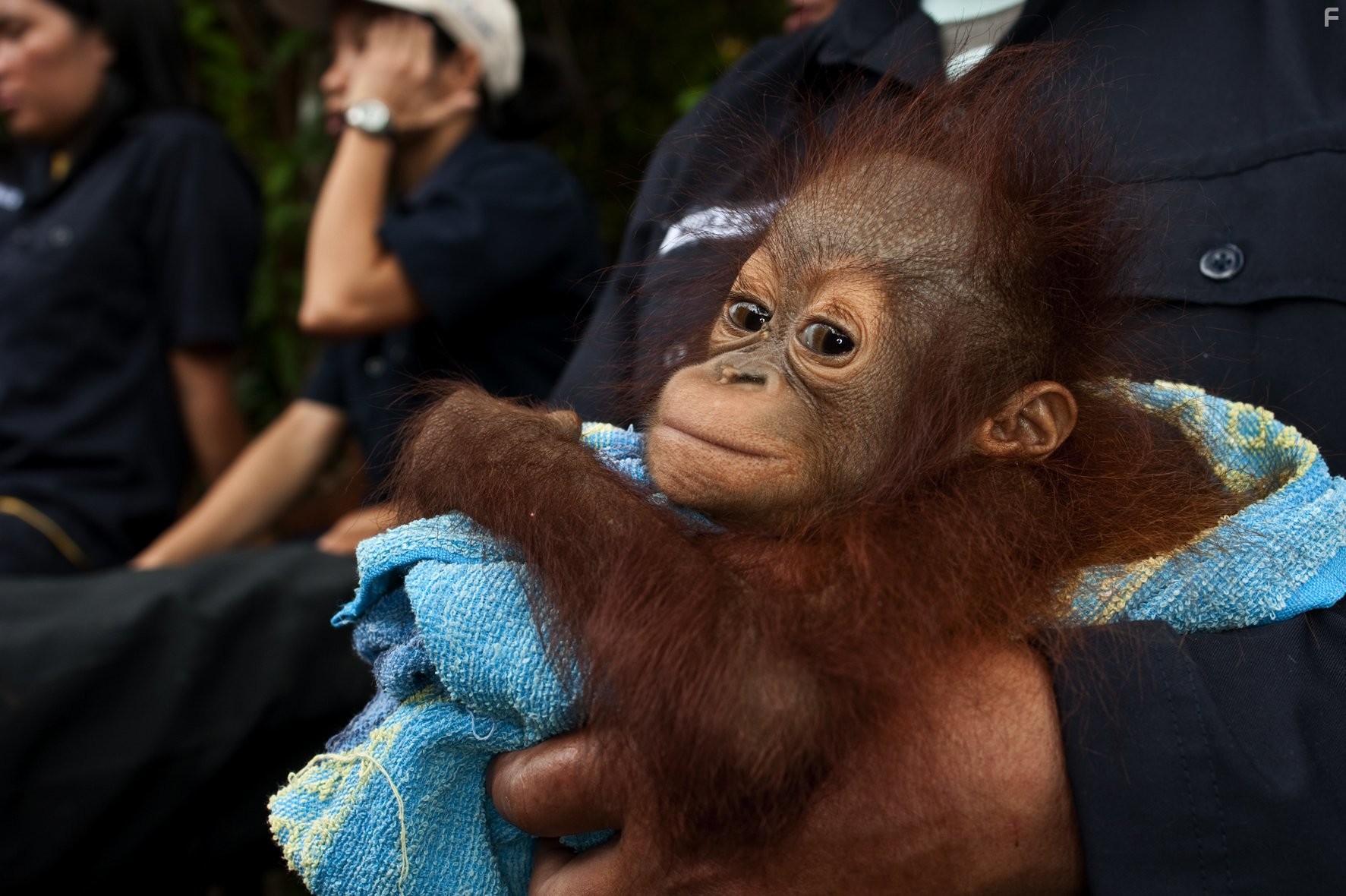 Рожденные на воле (2011)
