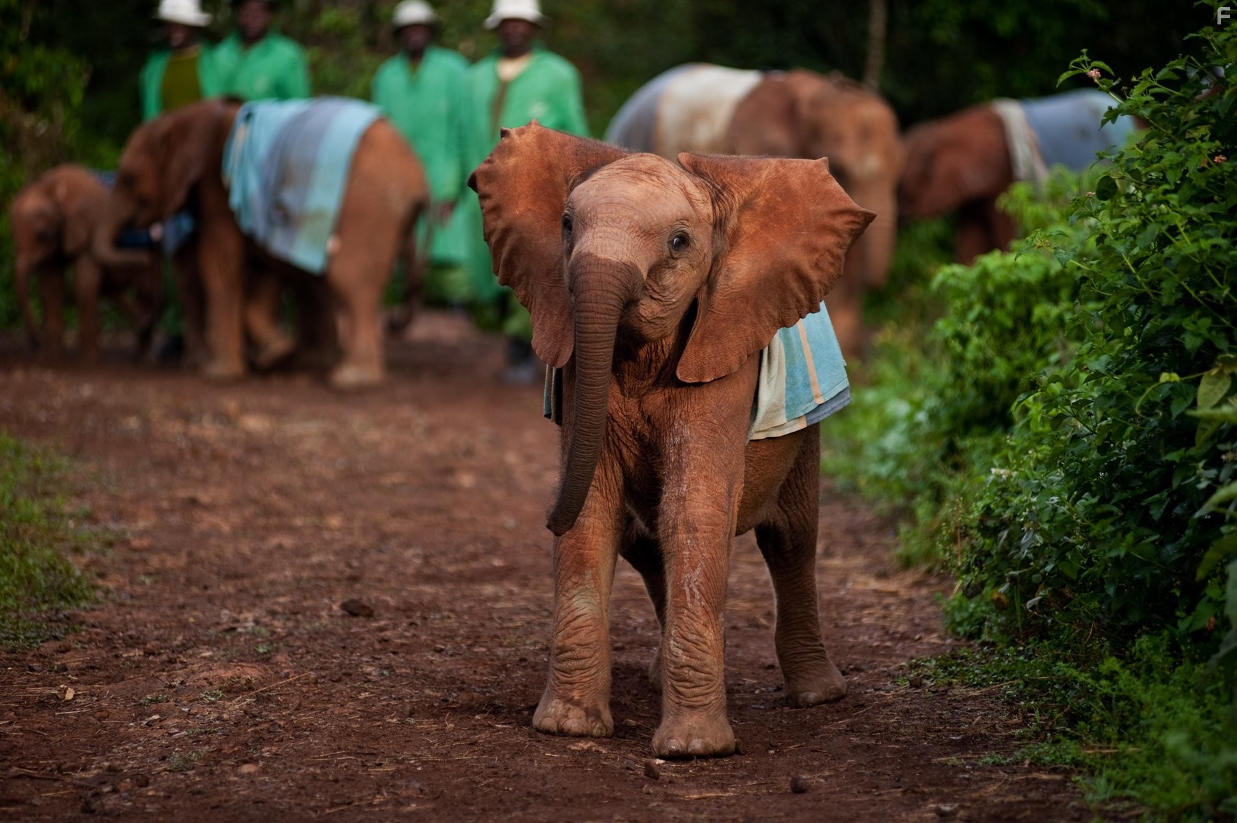 Рожденные на воле (2011)