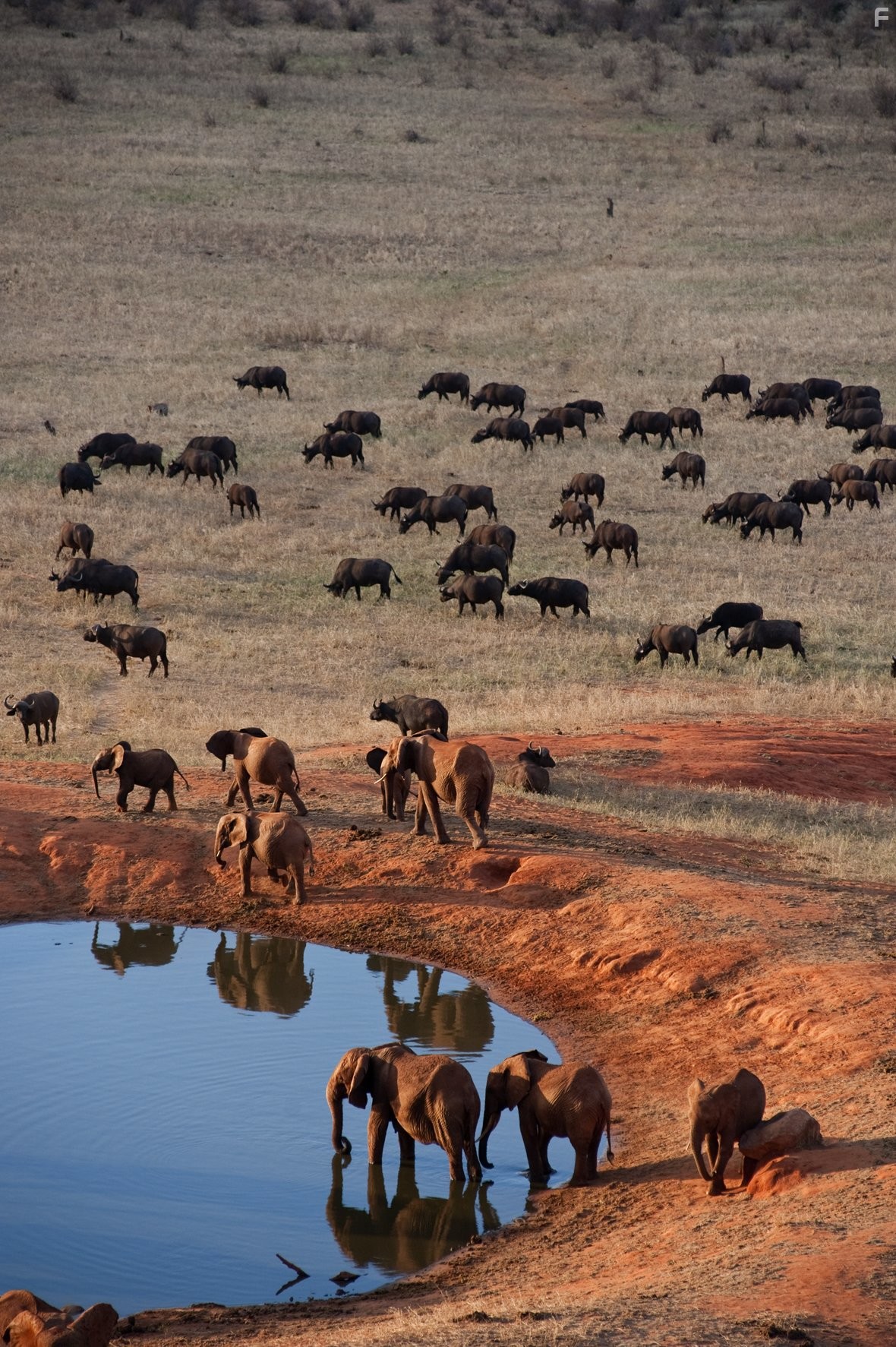 Рожденные на воле (2011)