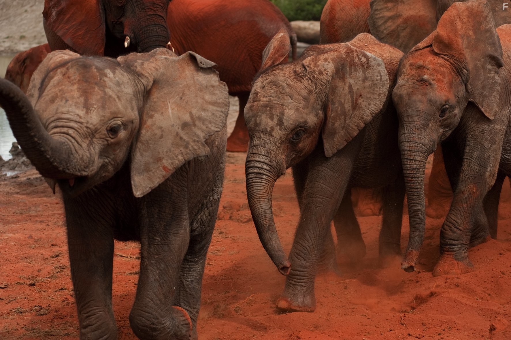 Рожденные на воле (2011)