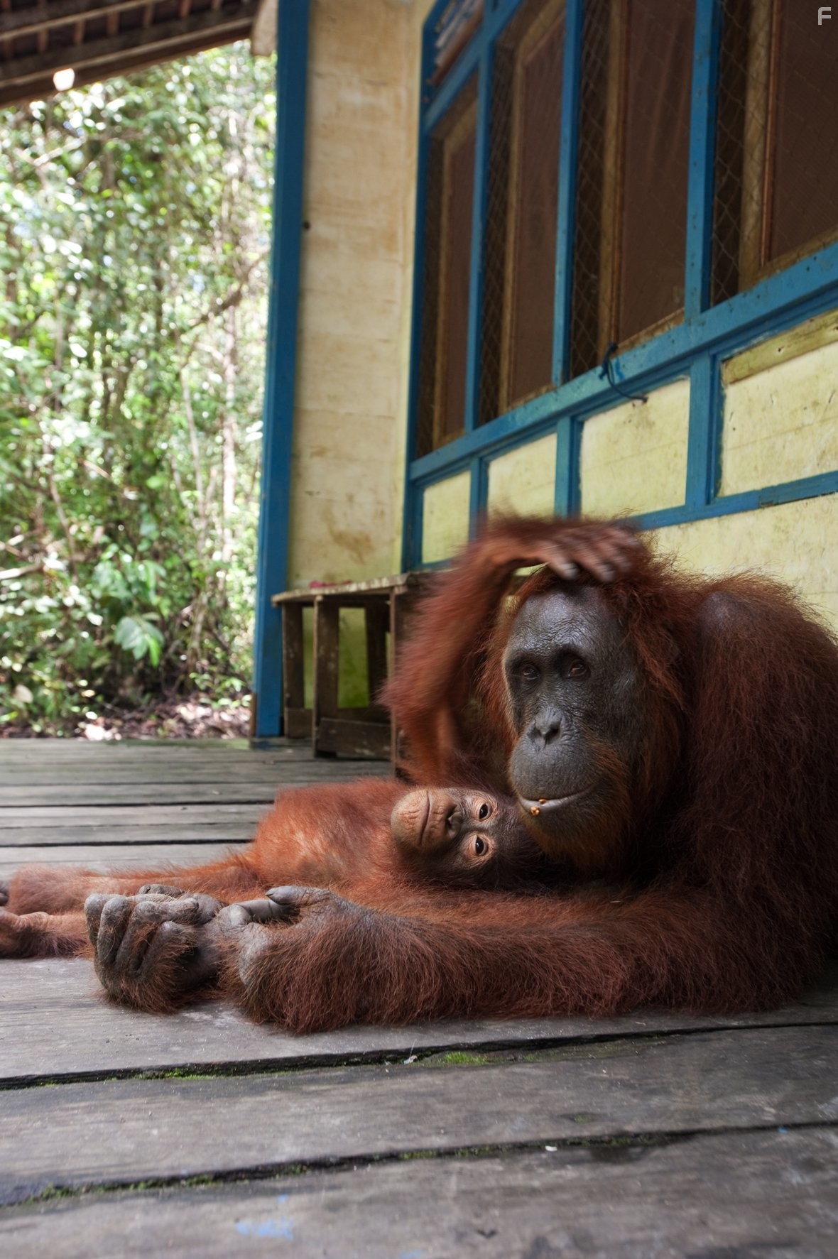 Рожденные на воле (2011)