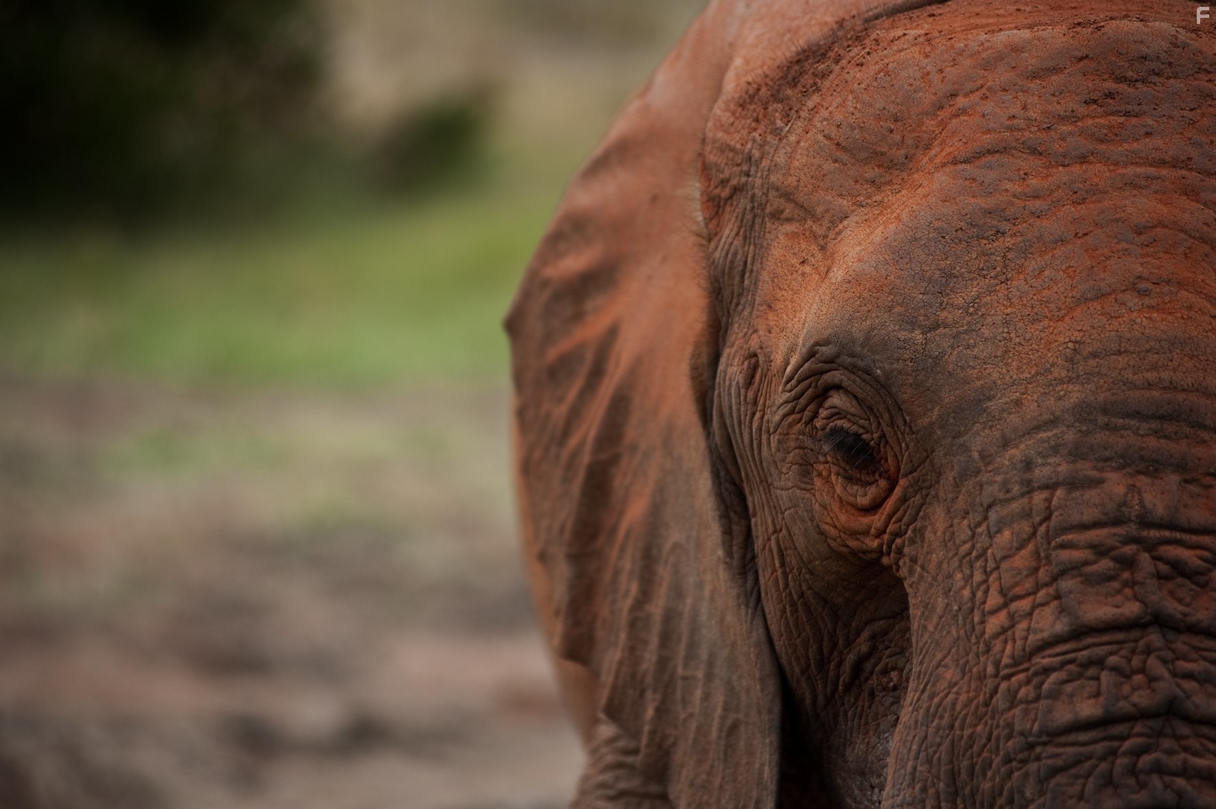 Рожденные на воле (2011)