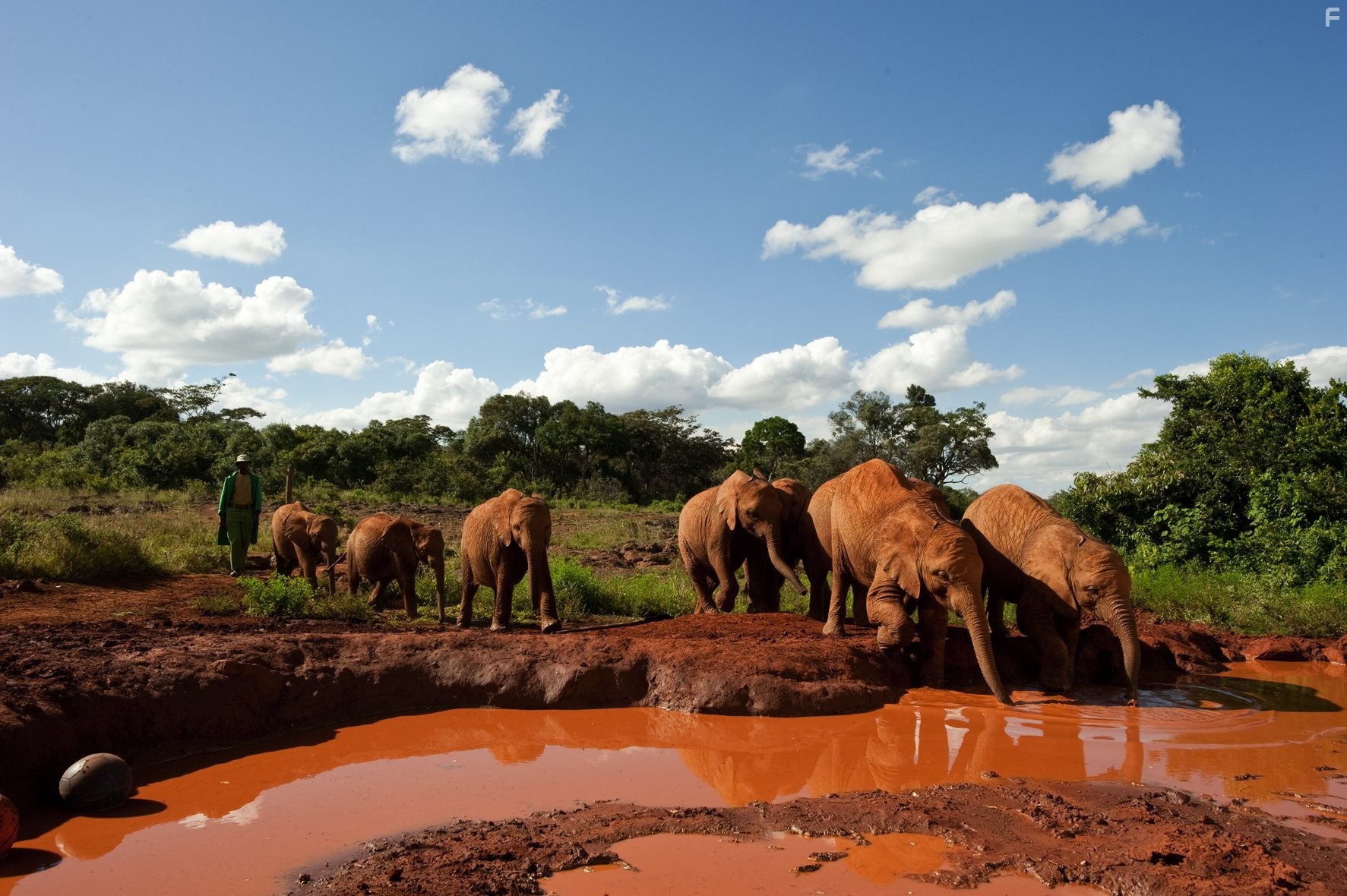Рожденные на воле (2011)