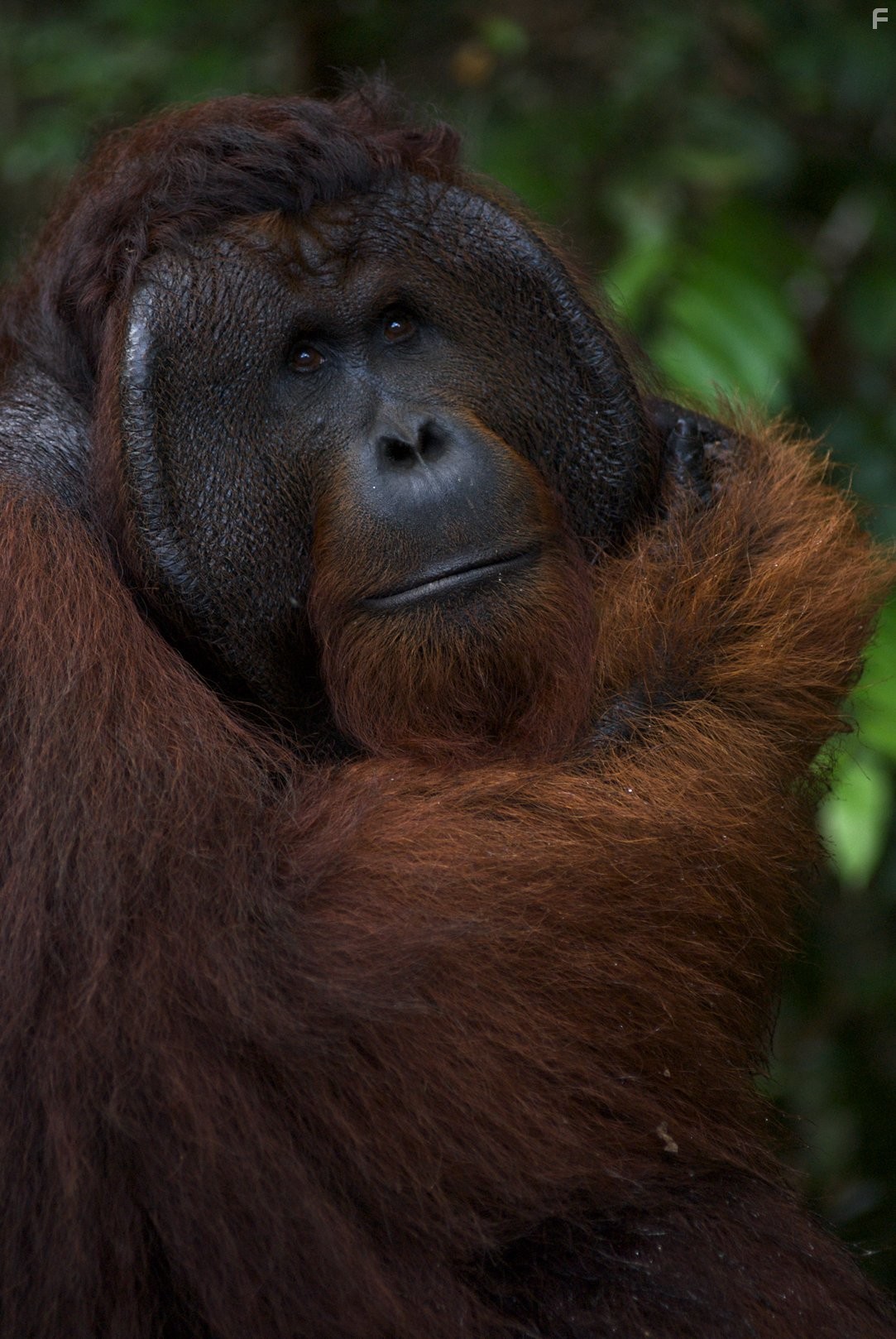 Рожденные на воле (2011)