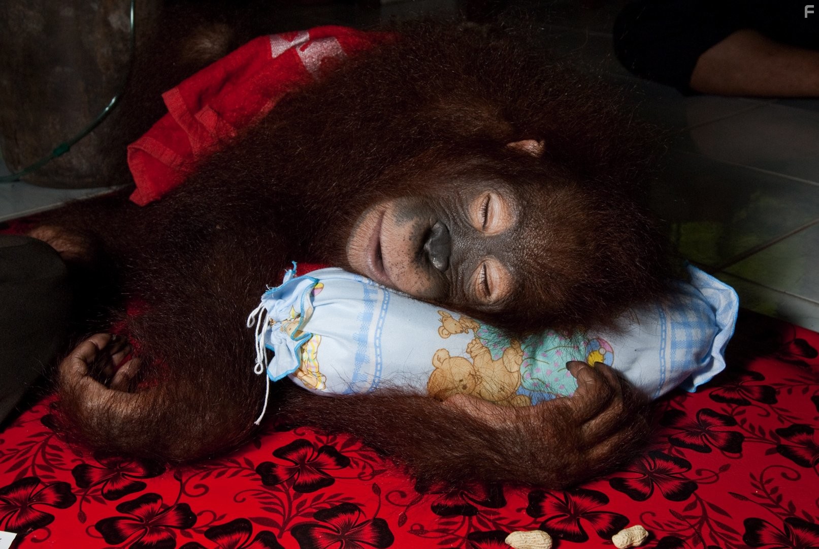 Рожденные на воле (2011)