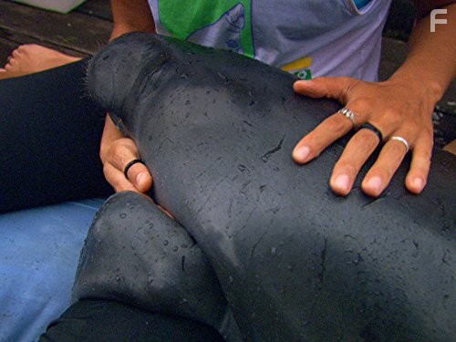 Last Chance to See (2009)