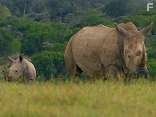 Last Chance to See (2009)