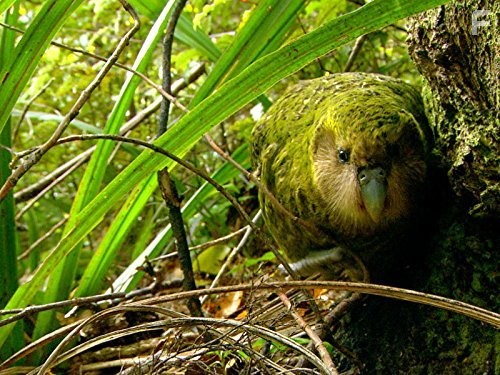 Last Chance to See (2009)