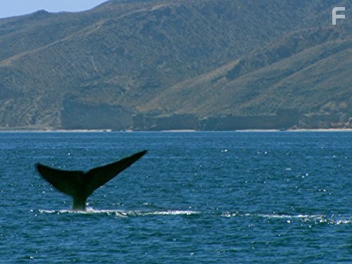 Last Chance to See (2009)