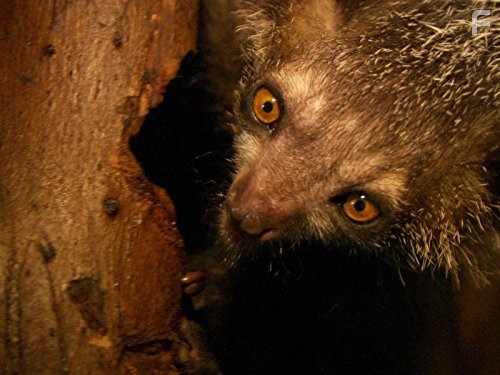 Last Chance to See (2009)