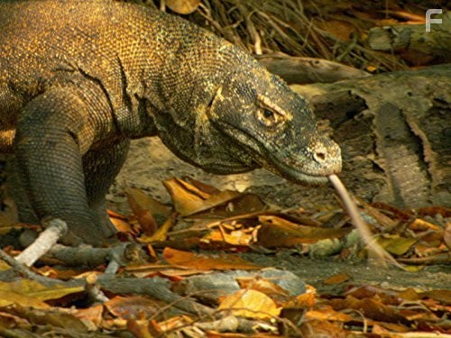 Last Chance to See (2009)